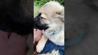 Voilà Yuki bébé 🐾🐕eurasier chien amour ❤️❤️❤️ [upl. by Shanleigh]