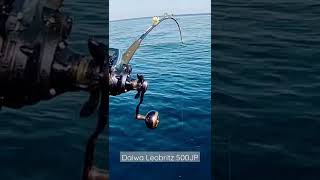 Daiwa Leobritz 500JP Beraksi [upl. by Pawsner]