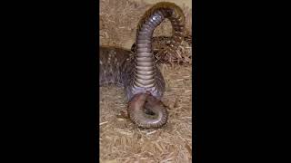 Rattlesnake live birth [upl. by Orferd]