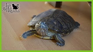 10 CONSEJOS PARA QUE UNA TORTUGA DE AGUA SEA FELIZ  TIPS PARA MEJORAR LA CALIDAD DE VIDA [upl. by Lyckman444]