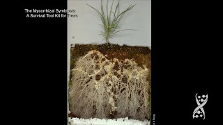 JGI25 Francis Martin on ectomycorrhizal fungi [upl. by Phyllys]