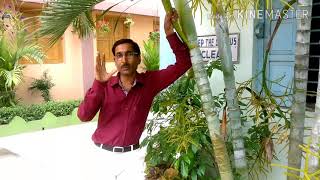 The Flowers and Fruits on Areca Palm and Phoenix [upl. by Narag202]