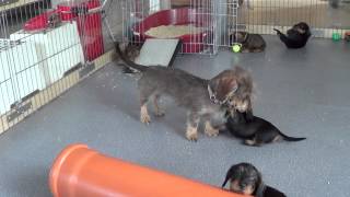 Mini Dachshund Ava takes care about pups [upl. by Delphine]