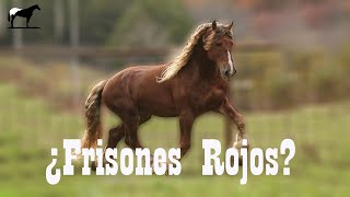 Los Raros Frisones Colorados 🐴Del Cerro Soy [upl. by Hada]