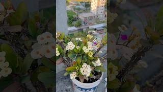 White Cactus 🌵cactusgardenflowersnatureshortsviralvideotrendingfypforyouyoutubeshorts [upl. by Gwendolen]