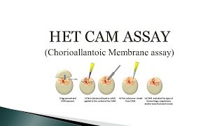 HET CAM assay Chorioallantoic Membrane assay 🔬 [upl. by Nnek47]