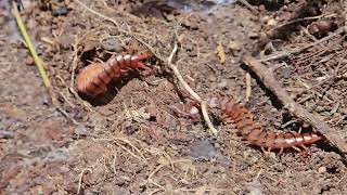 Nature  scolopendre avec ses œufs en Martinique [upl. by Paugh]