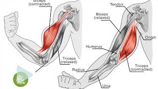 EQUILIBRE MUSCULAIRE  MARC PAPILLON [upl. by Idarb]