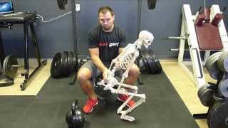 Glute and Pelvic Biomechanics amp The Importance of Locking Out With the Glutes [upl. by Ielirol871]