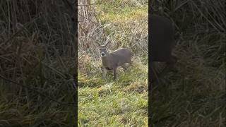 Opening Day Deer Hunt Passing on a Buck in the Marsh [upl. by Dora]