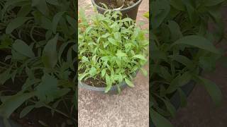 How to grow coriander from seeds  hara dhaniya kese ugaye pani me [upl. by Nirol]