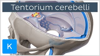 Tentorium cerebelli  Anatomy Location Function  Human Anatomy  Kenhub [upl. by Myk]