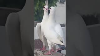 BAZZI PIGEON VIRAL VIDEO [upl. by Polloch]