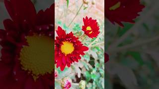 Guldaudi floweringgardenflowerplants gardenplants shortvideo naturegarden [upl. by Akcinehs524]