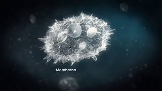 Acanthamoeba [upl. by Merce]