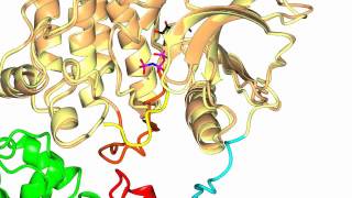 Focal Adhesion Kinase FAK [upl. by Kipp997]