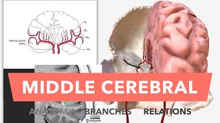 Middle Cerebral Artery  Anatomy Branches amp Relations [upl. by Boy]