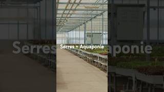 Serres  Aquaponie  Production Maximale  🌞🌿🐟 – La Synergie Idéale pour l’Afrique [upl. by Drannel]