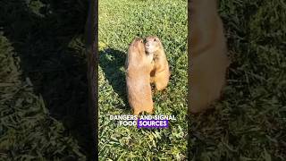 Prairie dogs the behind thier screaming [upl. by Assirrak]