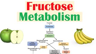 Fructose Metabolism Absorption Fructolysis Regulation and Role in Obesity [upl. by Jairia]