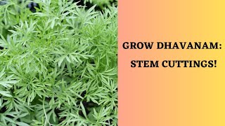 Grow Dhavanam  Davana Davanam  Artemisia Pallens Stem Cuttings [upl. by Hepzi]