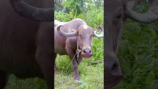 pani lao re  buffalo sound  pani lao  bhilai wala  bhilai video  pani lao re video  cow videos [upl. by Berners]