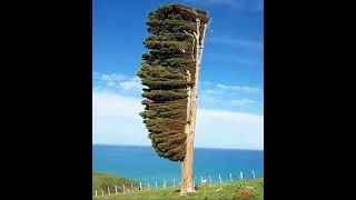 World HistorySurviving Sideways Trees New Zealands Strong Coastal Winds trending shorts [upl. by Atis982]