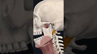 Digastric Muscle  Origin Insertion Nerve Supply amp Action Shorts Anatomy mbbs education [upl. by Eibloc]