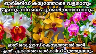 ഓർക്കിഡിൽ 100 കണക്കിന് പൂക്കൾ ഉണ്ടാവാൻ ഇതൊരു ഗ്ലാസ് മതി  Orchid Flowering Fertilizer Homemade [upl. by Cowley]