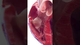 3d anatomy of the heart ventricles meded anatomy 3dmodel [upl. by Kelila311]