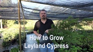 How to grow Leyland Cypress with a detailed description [upl. by Aianat945]