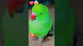 Me tota me tota 🦜❤️shortvideo talkingparrort talkingbird birdsounds subscribe like share ♥️😱 [upl. by Siddra]