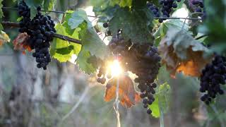 Merlot 4K with codec isom isomiso2avc1mp41 [upl. by Wyatt588]