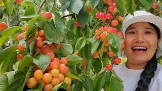 Amazing cherry farm so many cherry on the tree [upl. by Yeung383]