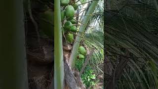 New technique for coconut growing plant coconut plants cocnut agriculture coconutpalm cocoyam [upl. by Nynnahs]