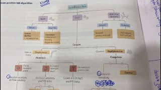 Gram positive fully explained microbiology mbbs [upl. by Boorer345]