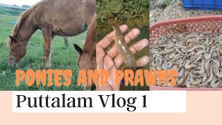 One day in Prawn Farm in Puttalam Sri Lanka 🇱🇰 [upl. by Lavro]