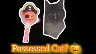 Possessed Cat 🎃 [upl. by Acirderf]