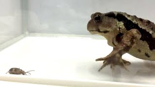 Toad v beetle watch toads reaction to toxic explosion in its stomach [upl. by Giustina375]