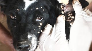 How to remove ticks on dogs face and ears [upl. by Mcloughlin197]