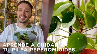 Cuidados y tips de la Pilea Peperomioides [upl. by Franny604]