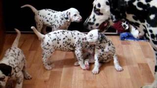 dalmatian puppies 45weeks  playing with adults [upl. by Ojillib972]