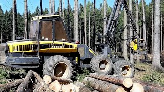 Harvester Ponsse Ergo 6W Felling trees in the forest [upl. by Zechariah]