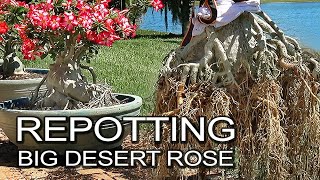 Repotting Desert Rose Adenium Plants For Bigger Caudex [upl. by Reinaldo]