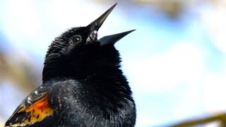 Red Winged Blackbird Singing SPECTACULAR [upl. by Kemme]