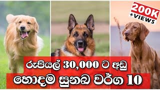 Top 10 Low price Dog breeds  හොදම මිල අඩු සුනඛ වර්ග 10 [upl. by Launcelot]