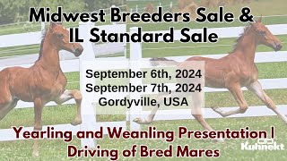 Yearling amp Weanling Presentation  Driving of Bred Mares  2024 Midwest Breeders Sale amp IL Standard [upl. by Carbrey179]