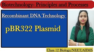 pBR322 Plasmid  Cloning Vectors  Biotechnology Principles and Processes  Class 12 BiologyNEET [upl. by Bloxberg35]