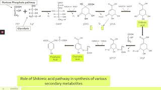 Shikimate Pathway [upl. by Nnyltiac]