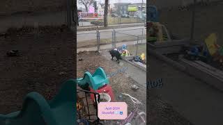 April Snowfall 🇨🇦 ❄️ 😱🥶 shorts weather snow canada labsky dog funny yt [upl. by Amikahs]